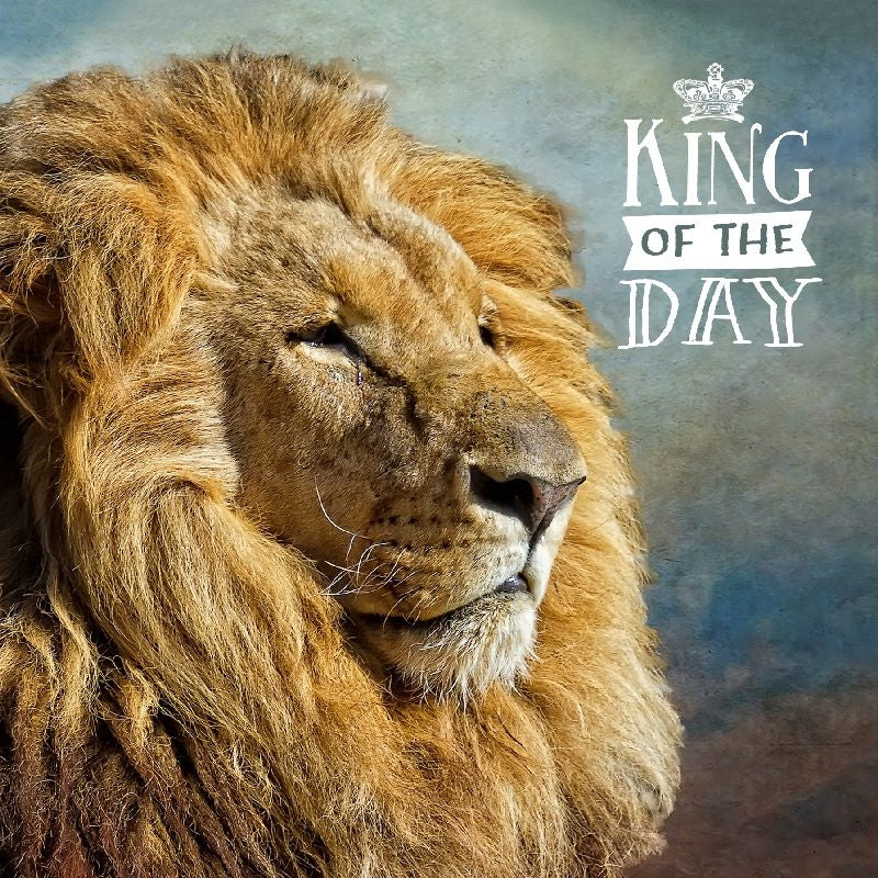 KING OF THE DAY Depesche