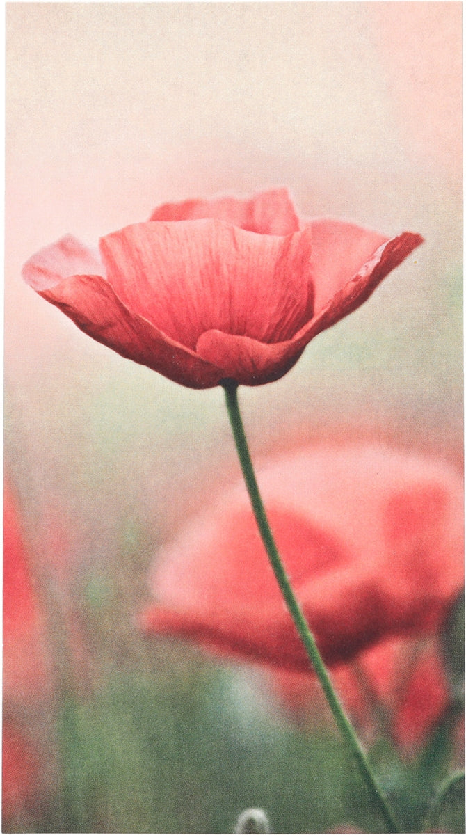 ohne Text - Mohnblume Depesche